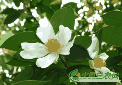 茶树花怎么养殖 茶树花有哪些功效与作用呢(茶树花怎么养殖 茶树花有哪些功效与作用呢)